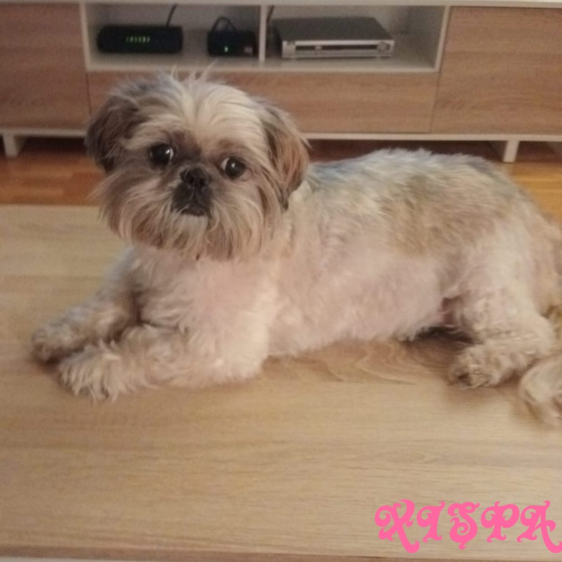 #madrid 
La mami de XISPA ingresa en Residencia Geriátrica y la peque se queda solita en el mundo 
Es buenisima y tranquila 
Tiene 10 años
NECESITA #adopcionresponsable 
Se entrega chipada,vacunada,desparasitada y esterilizada
CONTACTO 📩facenuevavida@gmail.com
#adopta #adopcion