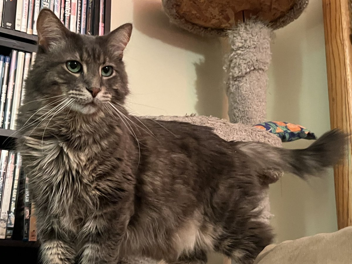 A Cat Named Bitches tweet media