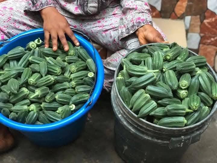 easyeat9ja's tweet photo. Meet the richest okro farmer.
A young girl of 25 who make over 7 digits in weeks.

Tips for a Good Yield of Okra:  
1. Right Timing:** Plant in warm weather (soil temp > 65°F).  
2. Soil Prep: Use well-drained, fertile soil enriched with compost. Maintain a pH of 6.0–7.5. https://t.co/AOpb0xNkaA