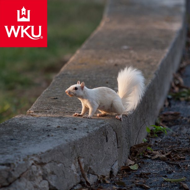 We already have white squirrels, why not add Squirrel White 🤷