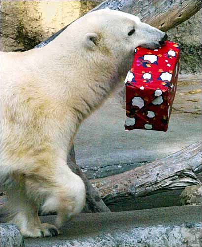 bear enthusiast tweet media