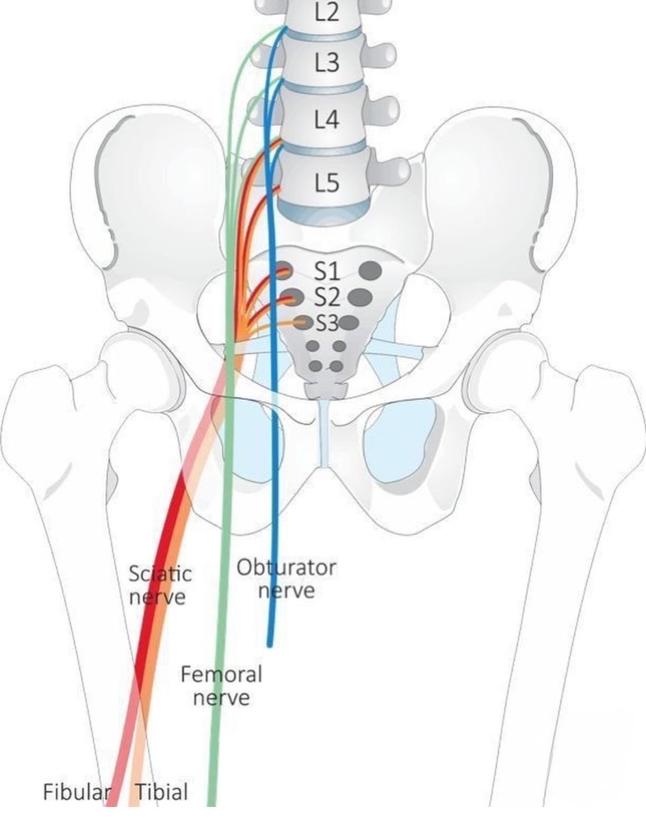 OGdukeneurosurg's tweet photo. Leg Nerves https://t.co/bqJitTBRag