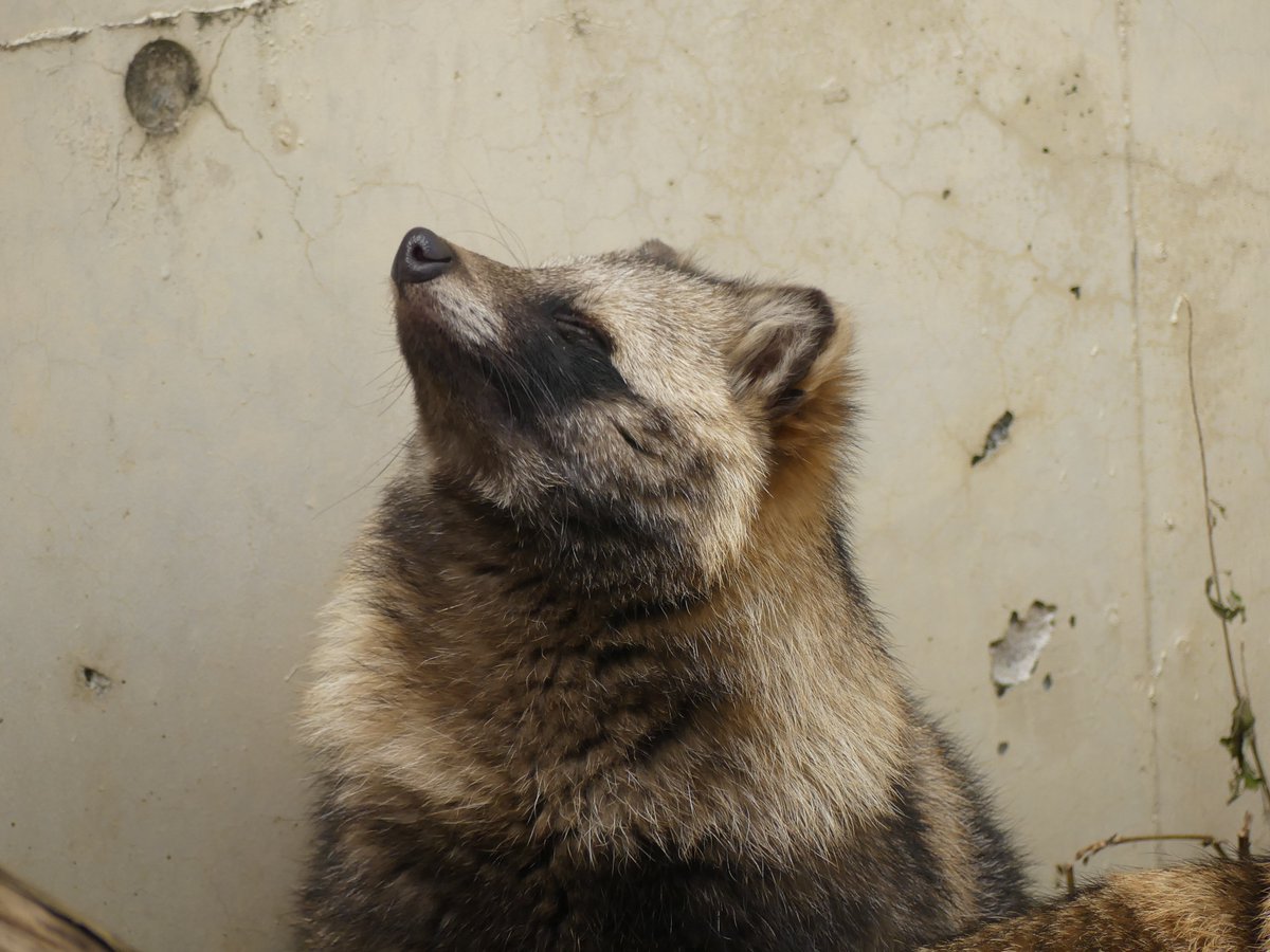 kao_rinrin's tweet image. #東山動植物園 #ホンドタヌキ #あこ 20241226