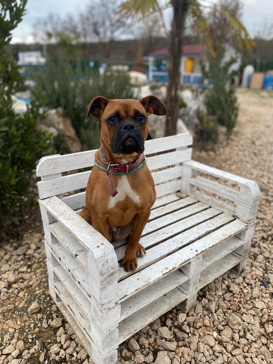 adopt_boxer's tweet photo. Laila is just one of our 9 boxers waiting in Turkey for a flight vol to fly from Istanbul to #JFK, #Dulles or #Boston. We pay all fees . All you do is walk the dog through to the baggage check. Life is hard on the streets of #Turkey please help if you can. #boxerdogs #streetdogs https://t.co/X6mFLZnUqj
