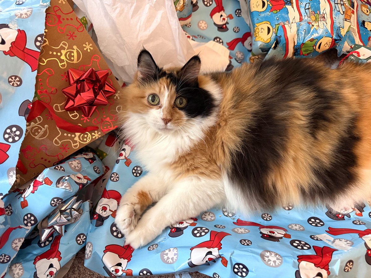 HeyItsMeMissJT's tweet photo. Christmas with a cat. Highly recommended. #SantasLittleHelper #ChristmasDay #GramsHouse #GoodTimes #ChristmasDinner #ItalianChristmas #Lasagna #Crustole #FunWithTheFamily Happy Holidays 2024 Edition. ๐๐โ๏ธโค๏ธ๐ https://t.co/muA0MaEPPZ