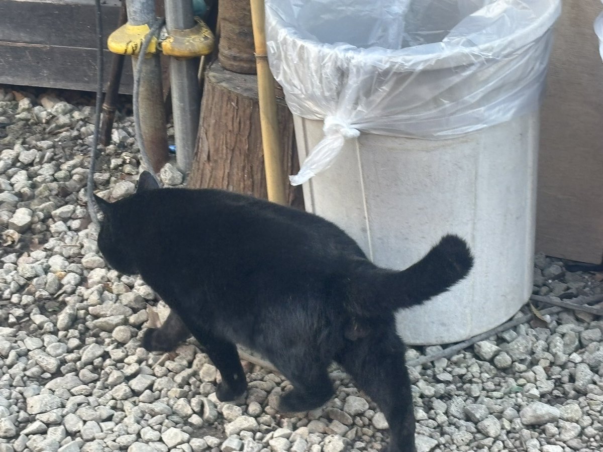 L2epmaHHmR2Pvxm's tweet image. 今日はファスガン定例会にきてます。
初めてなんで新鮮ですね。

#サバゲー
#ファスガン
#GERONIMO