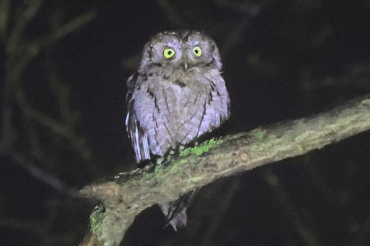 Peter Moore tweet media