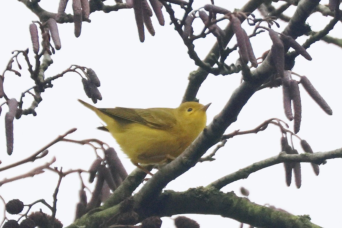 Peter Moore tweet media