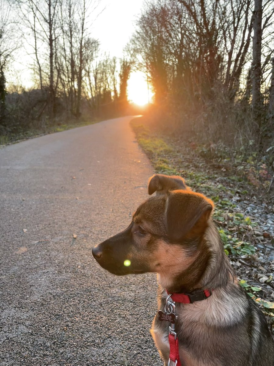 tanguy_besson's tweet photo. @sevariable Voici Paulette 🐶😍 https://t.co/5or5TFkru3