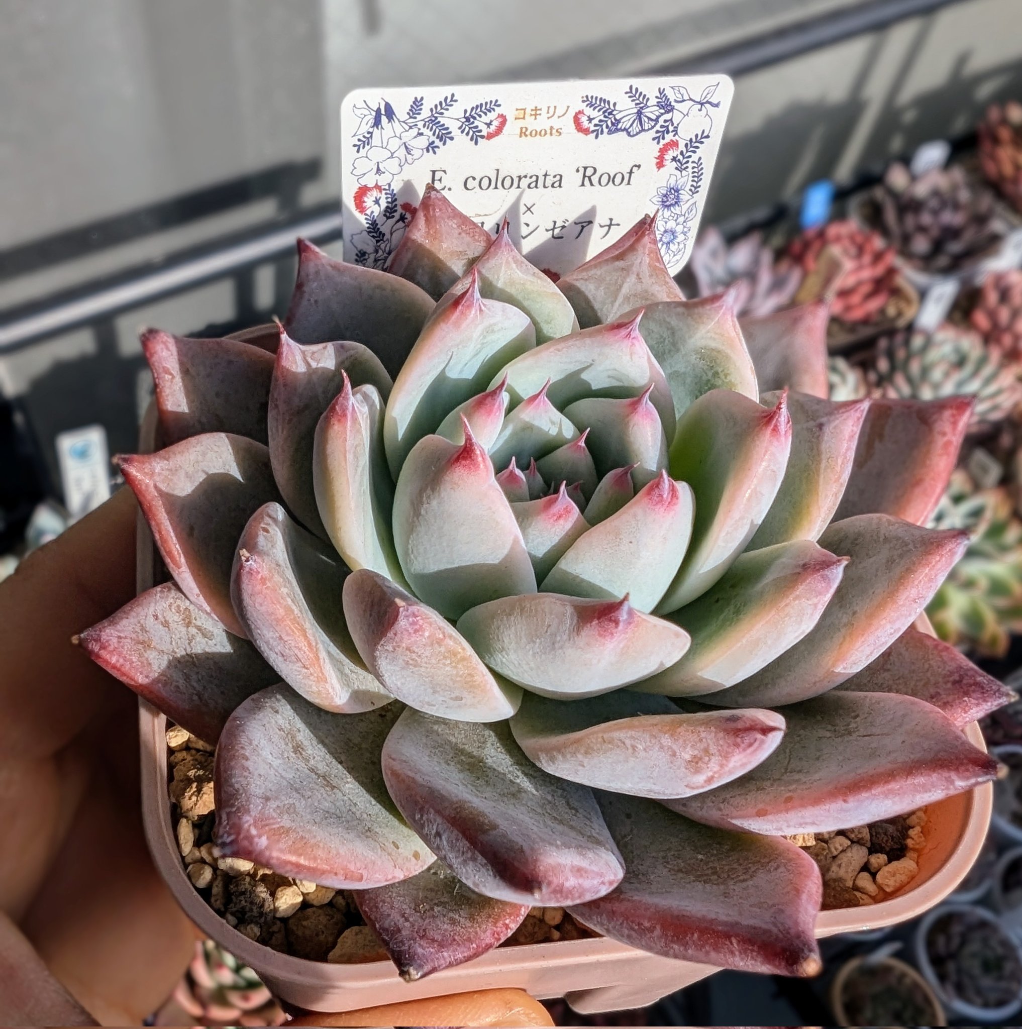 コキリノ苗 - Search / X