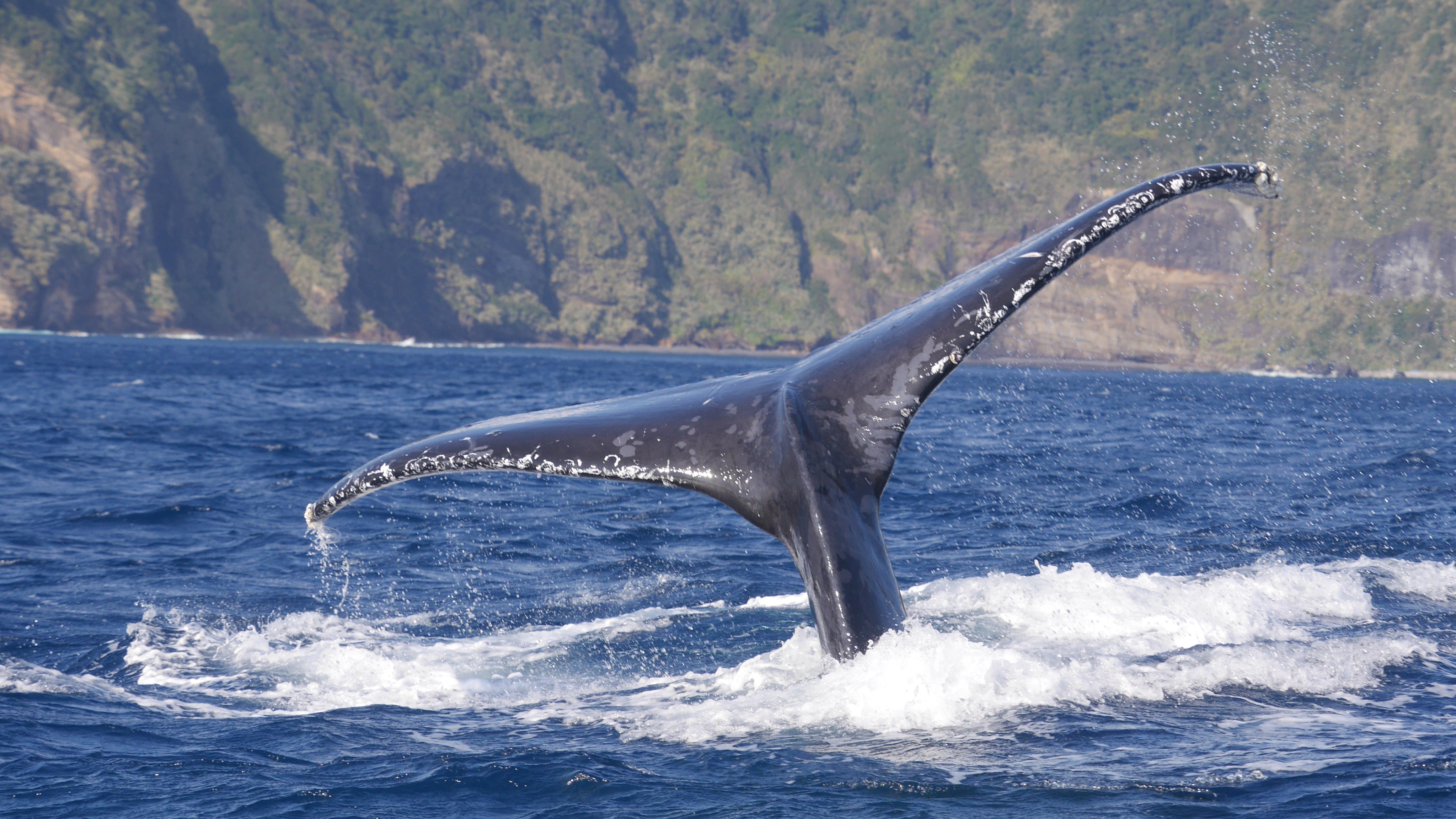 Amazon.co.jp: Perfeclan 動物 模型 モデル クジラ フィギュア