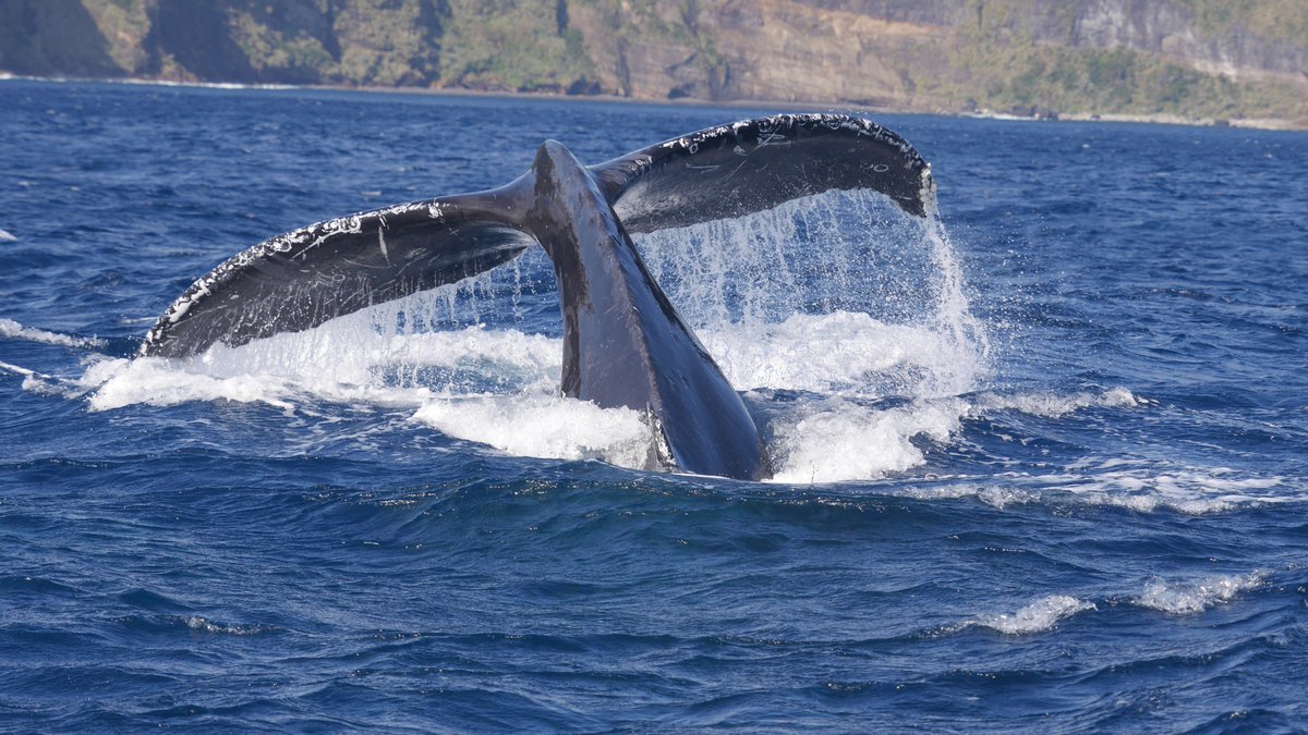 八丈島クジラ目撃情報🐳】 12月27日のホエールウォッチング船からの