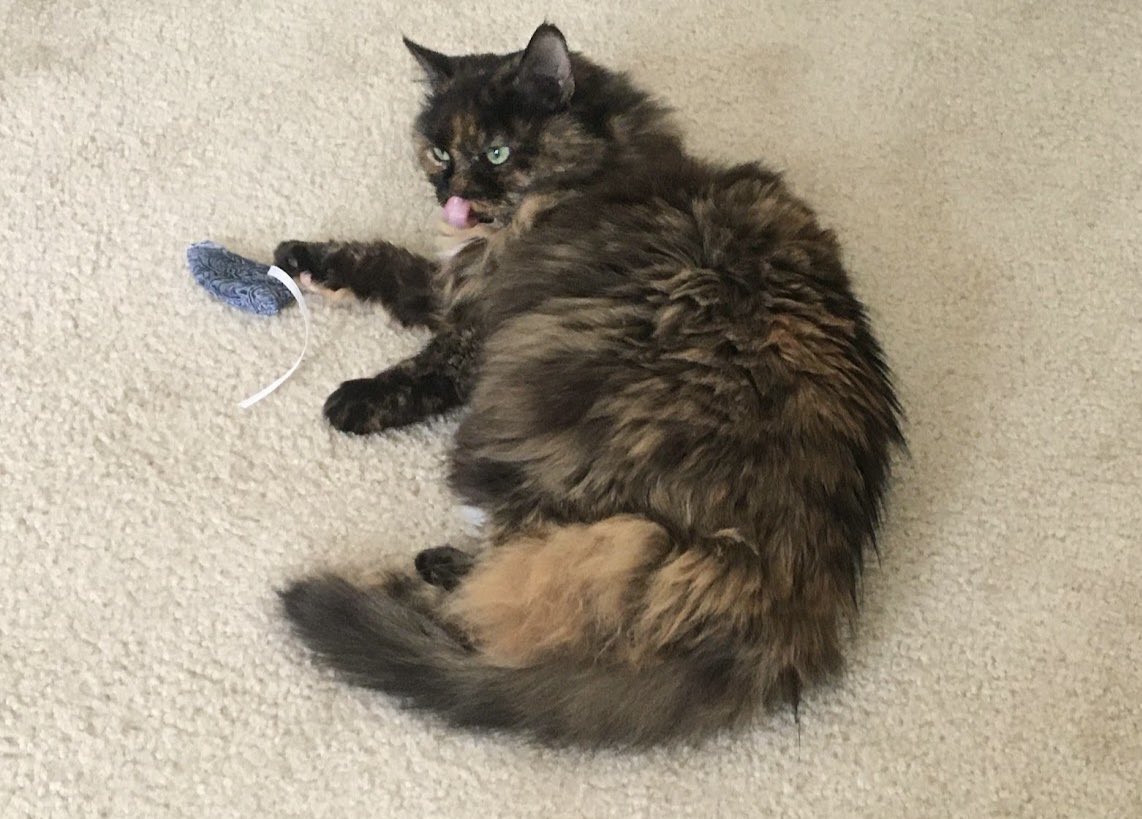 Northern Sparrow tweet media