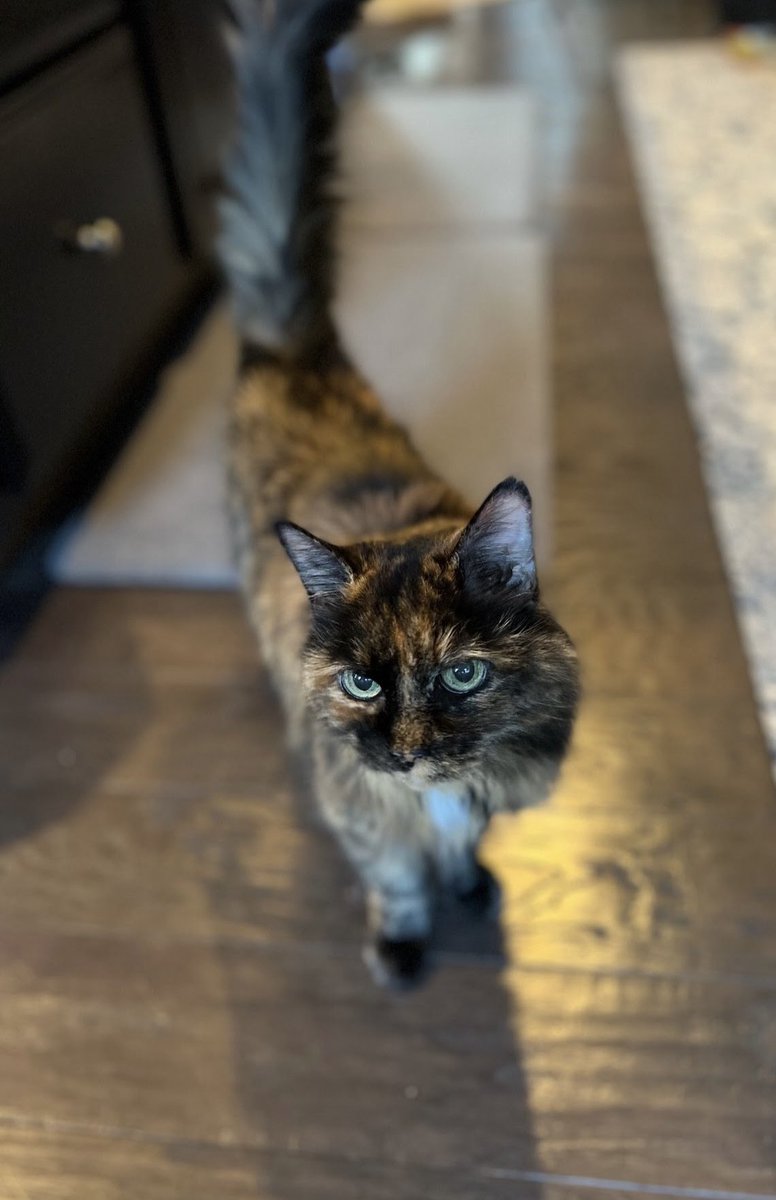 Northern Sparrow tweet media