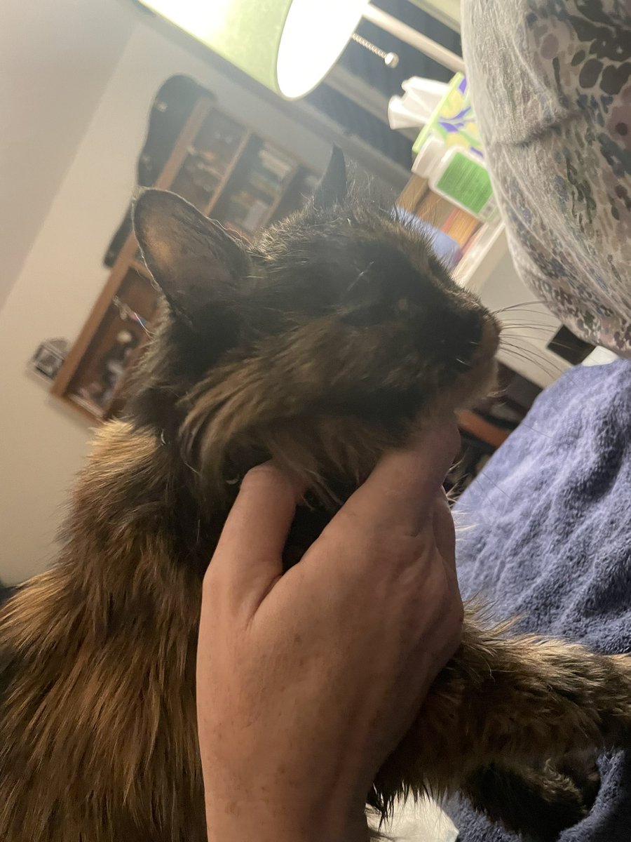 Northern Sparrow tweet media