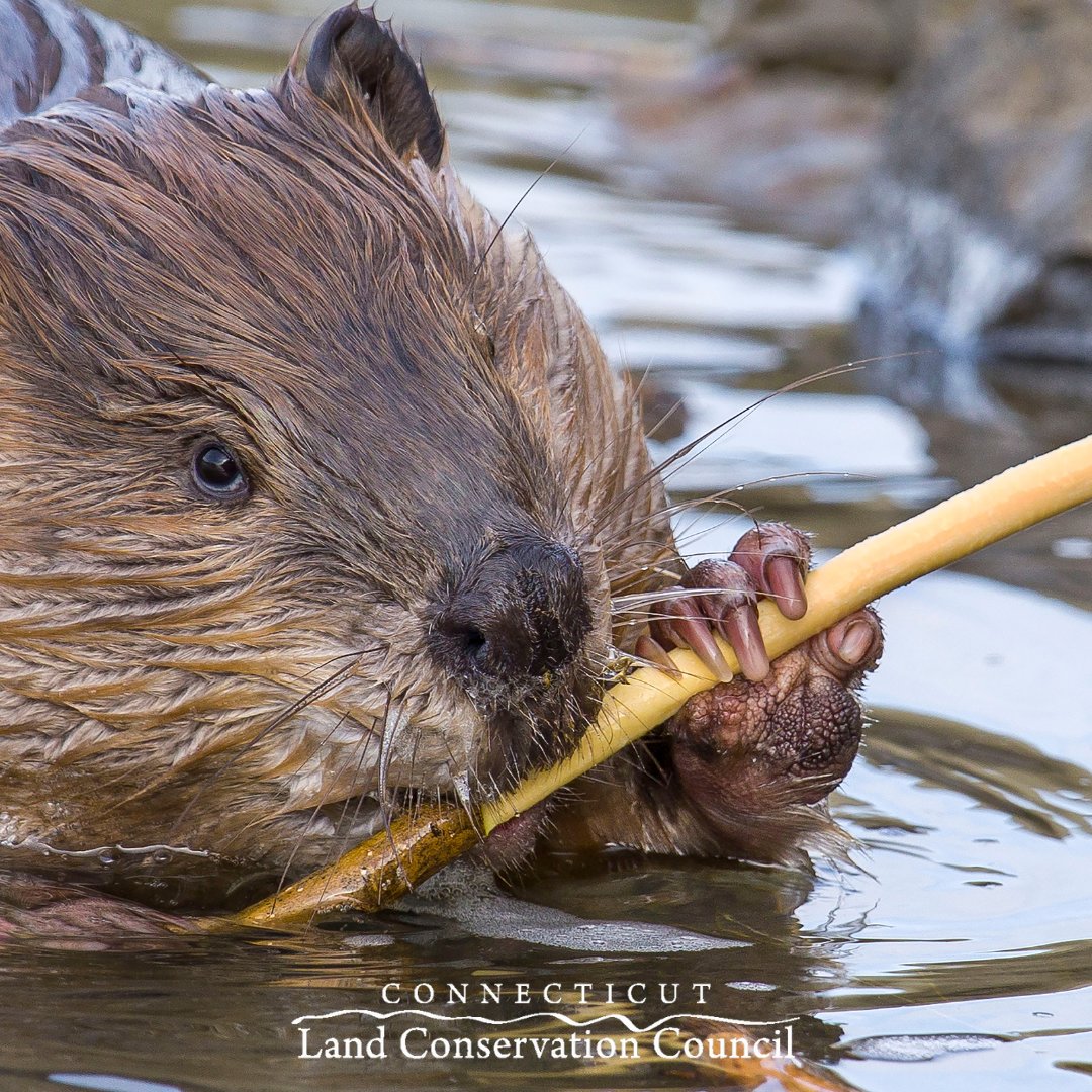 Did you know that by donating securities or contributing through a donor-advised fund, you can significantly impact land conservation in Connecticut?To simplify your donation process, consider using the DAF Direct donor-advised fund form: bit.ly/3AlqjMi