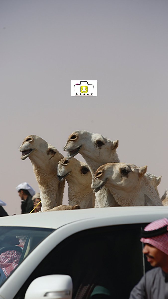 احمد القحطاني ءღ 📸🧡 tweet media