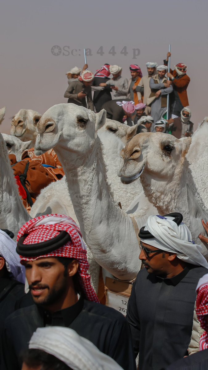احمد القحطاني ءღ 📸🧡 tweet media