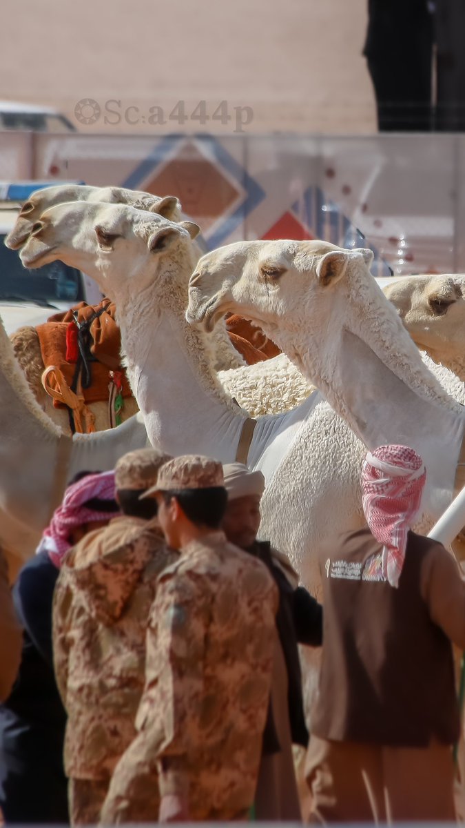احمد القحطاني ءღ 📸🧡 tweet media