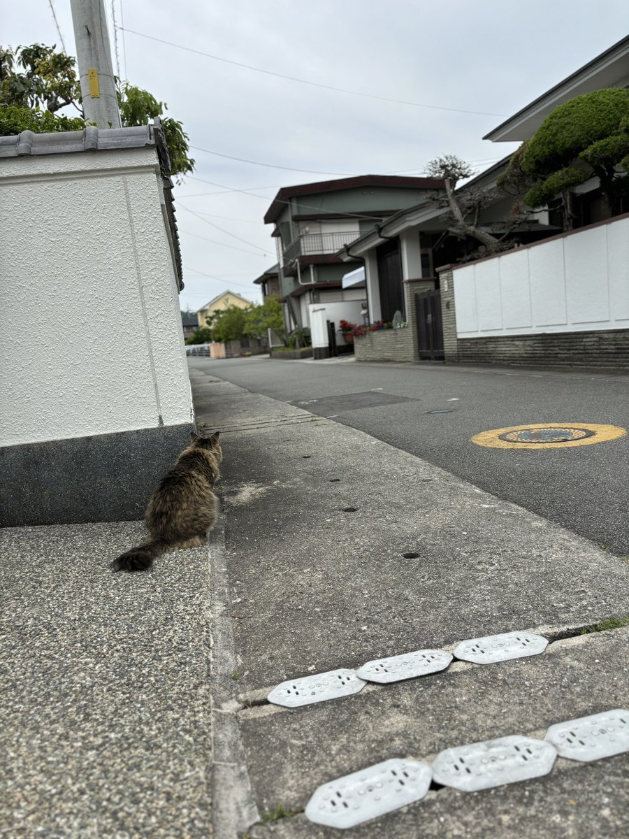 EntwoStudio's tweet photo. 前足の片方がベージュ��です。
手足短くて、尻尾が長いです。
背面から見るとタヌキっぽいです。 https://t.co/4lxBVoPCQp
