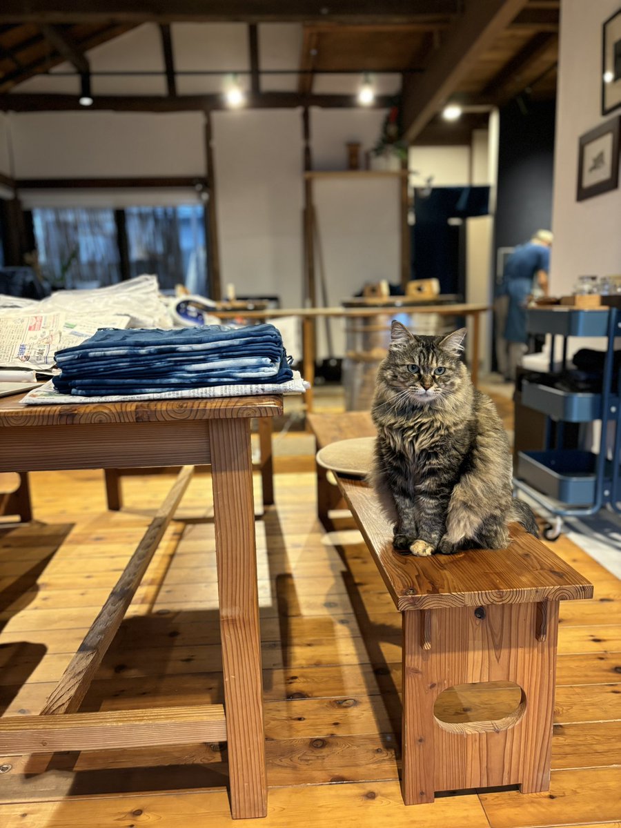 EntwoStudio's tweet photo. 前足の片方がベージュ��です。
手足短くて、尻尾が長いです。
背面から見るとタヌキっぽいです。 https://t.co/4lxBVoPCQp