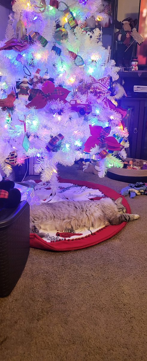 SoxWizardMagic's tweet image. #petcorner
@AlChestBreach 
KitKat charlie and Sakura! Merry Christmas 🎄🎁