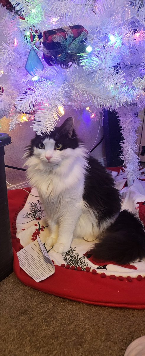 SoxWizardMagic's tweet image. #petcorner
@AlChestBreach 
KitKat charlie and Sakura! Merry Christmas 🎄🎁