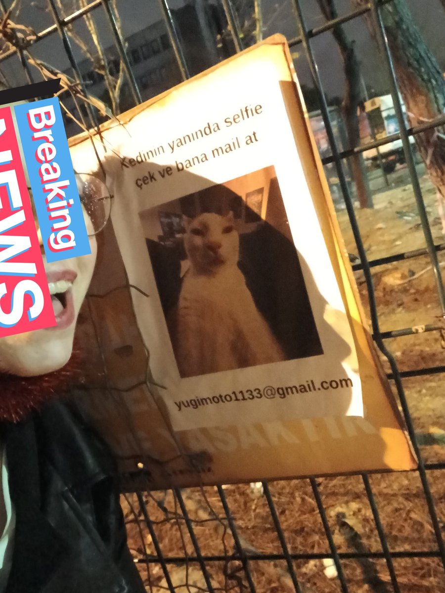 YOLLARDA GÖRDÜĞÜM KEDİLER (@ozedonuszamani) on Twitter photo 