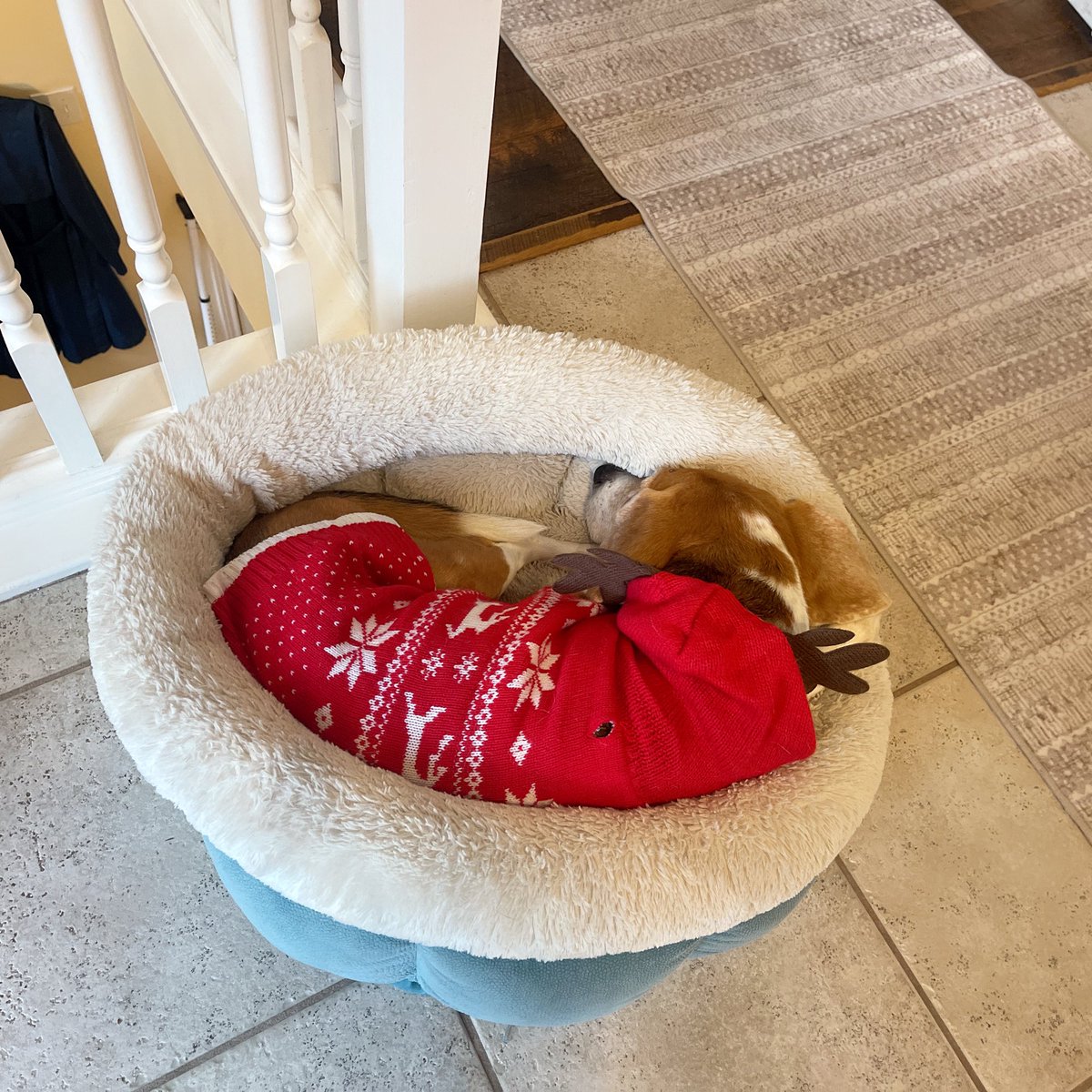 BeaglePasha's tweet photo. Taking a nap to gain back some energy to open more pressies 🙈 For the first time in my life I had to stop half way opening the gifts and sleep on the couch for a bit too 🙈 Beautiful problems to have M said. #seniorproblems #16nrocking #MischasAdventures #FelizNavidad 🎄 https://t.co/0aAiZX01jC