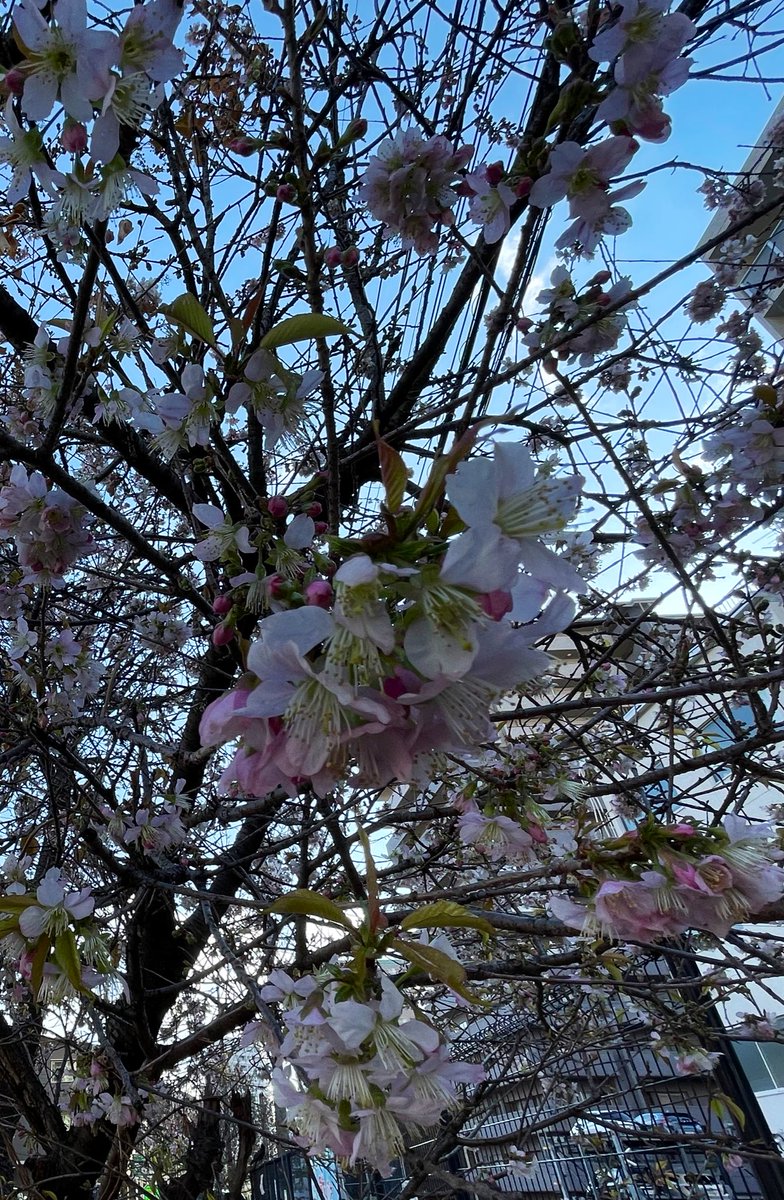 広島市東区の光が丘山根公園で桜🌸発見！
ヒマラヤザクラという種類だそうです。

#光が丘山根公園
#ヒマラヤザクラ