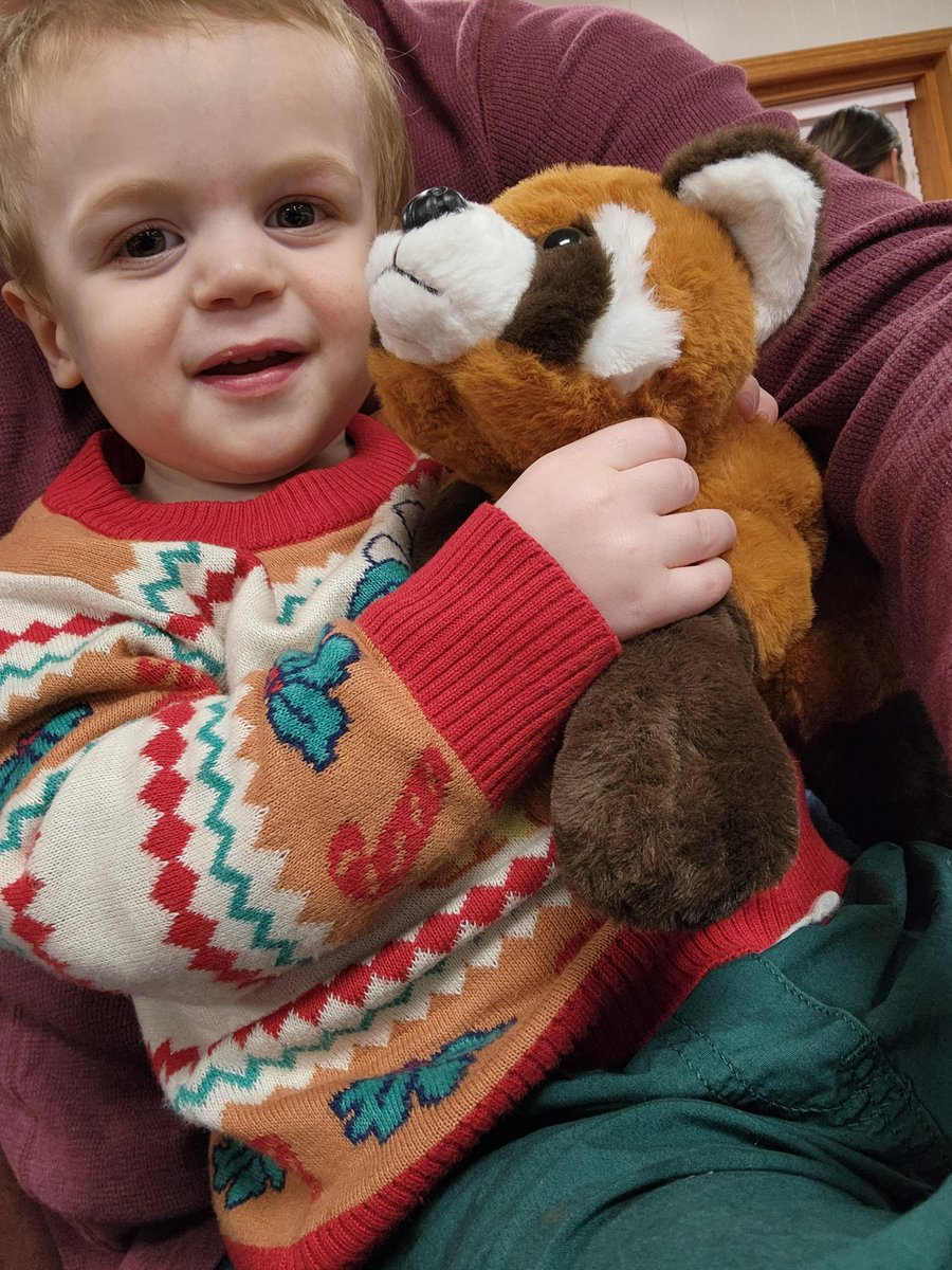 Alex_Hemm's tweet photo. I want a Red Panda for Christmas https://t.co/Wu8I1CYp1y