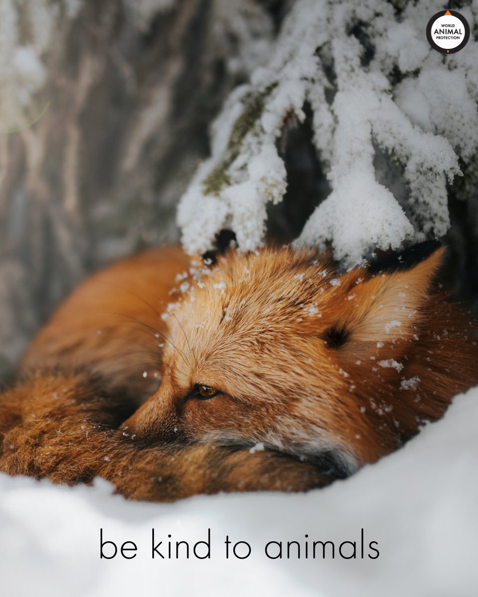 Be kind to all kinds. They're just trying to survive. 🦊🧡