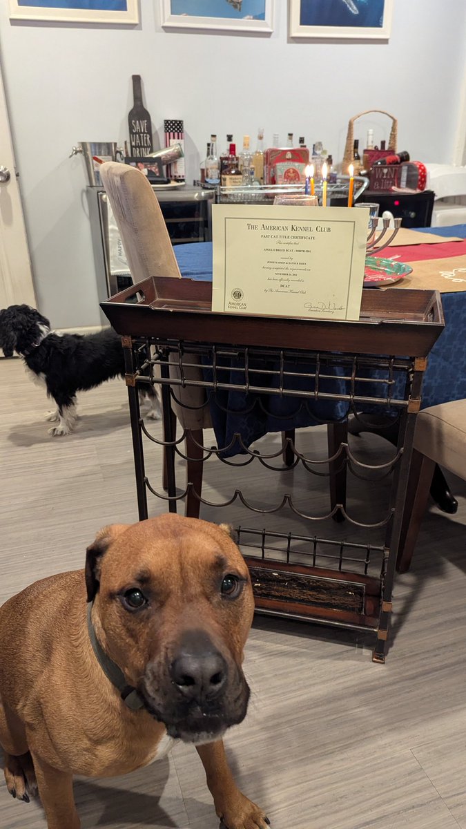 lamermaids's tweet image. For the third night of Chanukah, Apollo received his AKC DCAT certificate. #AKC #FastCat #fastdog