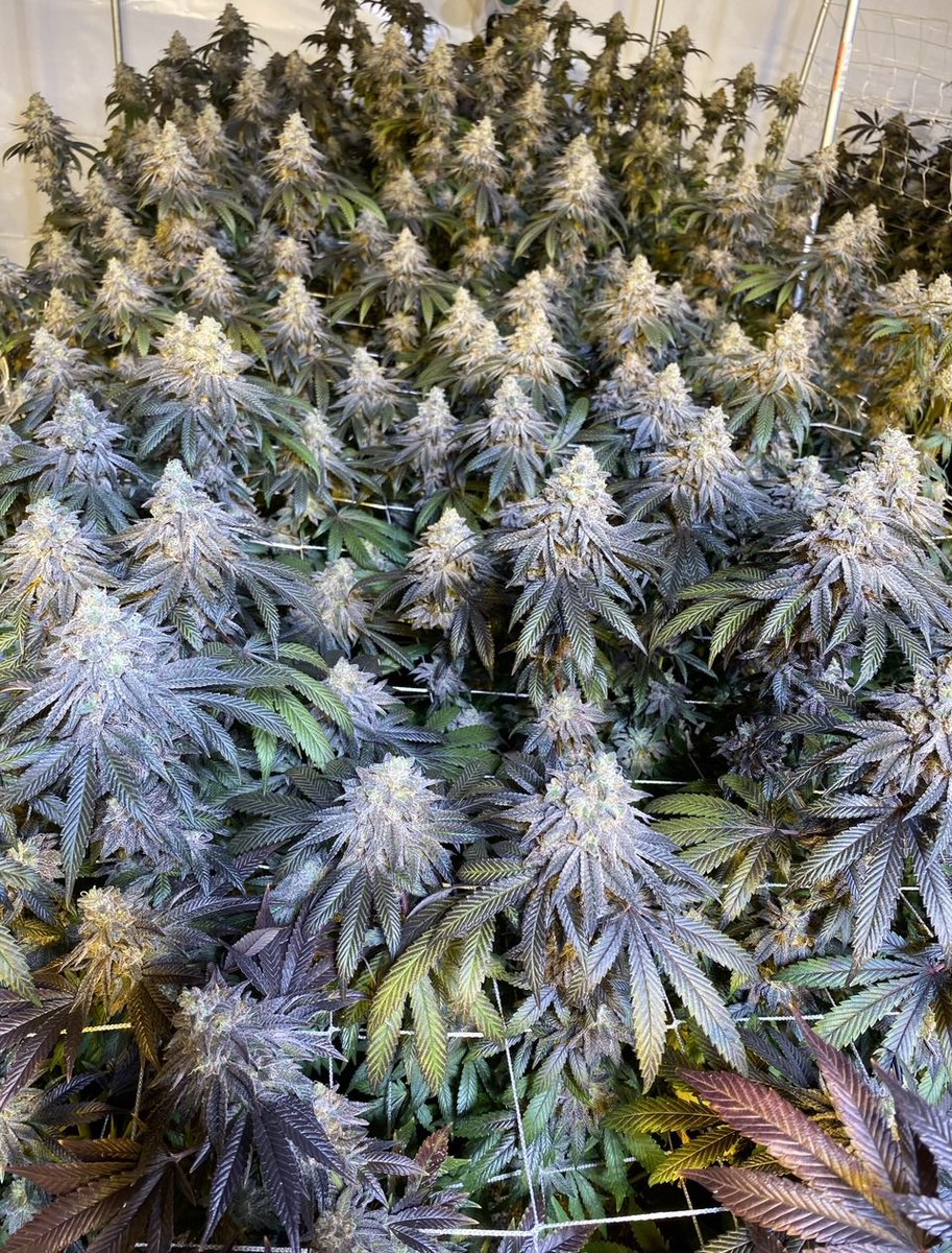 Str8organics tweet media