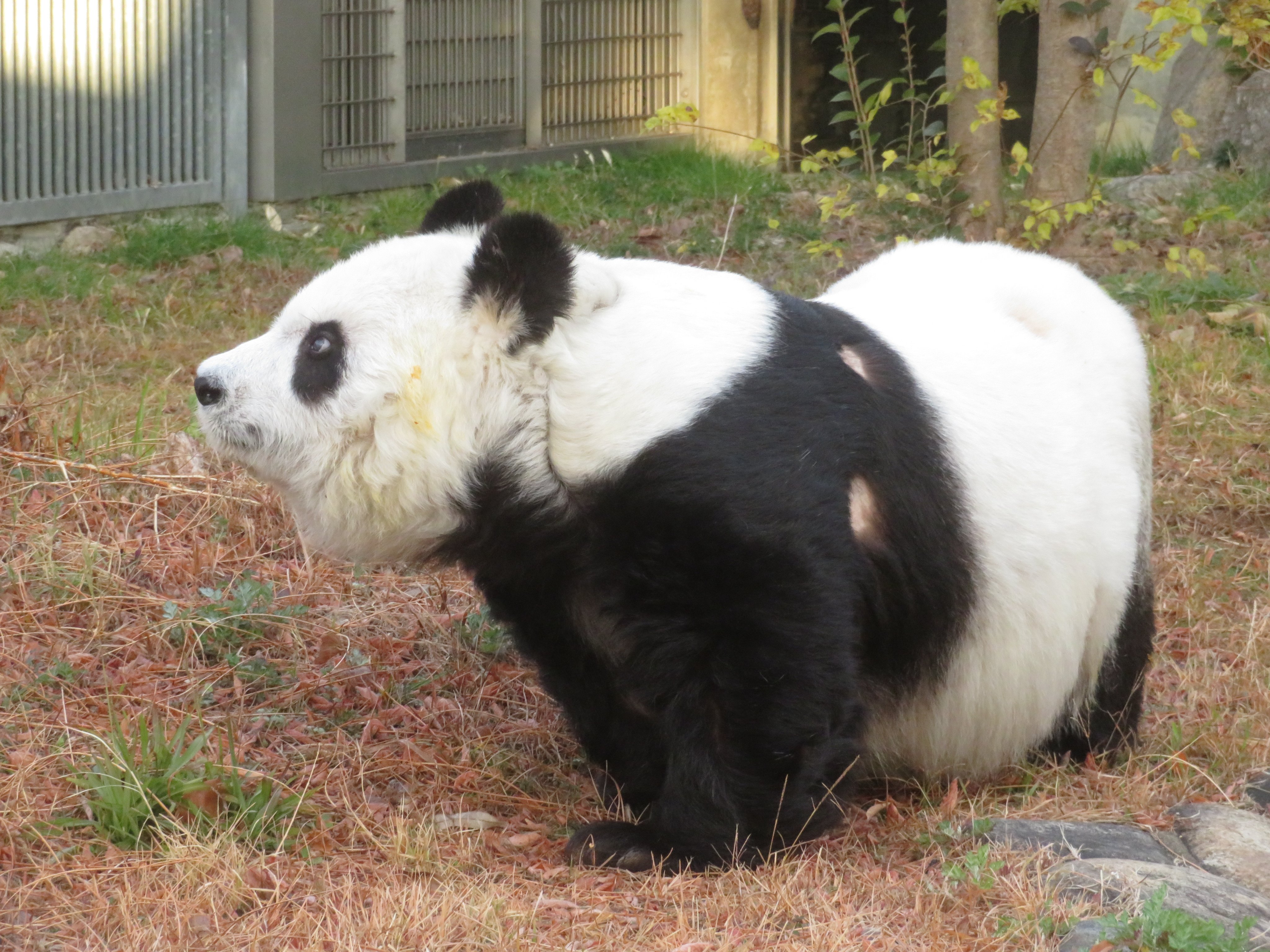 神戸市立王子動物園（公式） on X: 