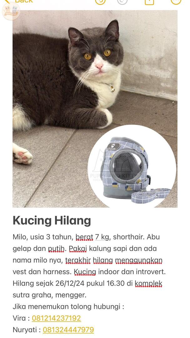 Guys tolong bantu RT.
KUCING HILANG di Bandung, terkahir dilihat di komplek sutra graha, mengger

"MILO"
Jika ada yang menemukan, mohon segera hubungi owner. Terimakasih🙏🏼 kcg!