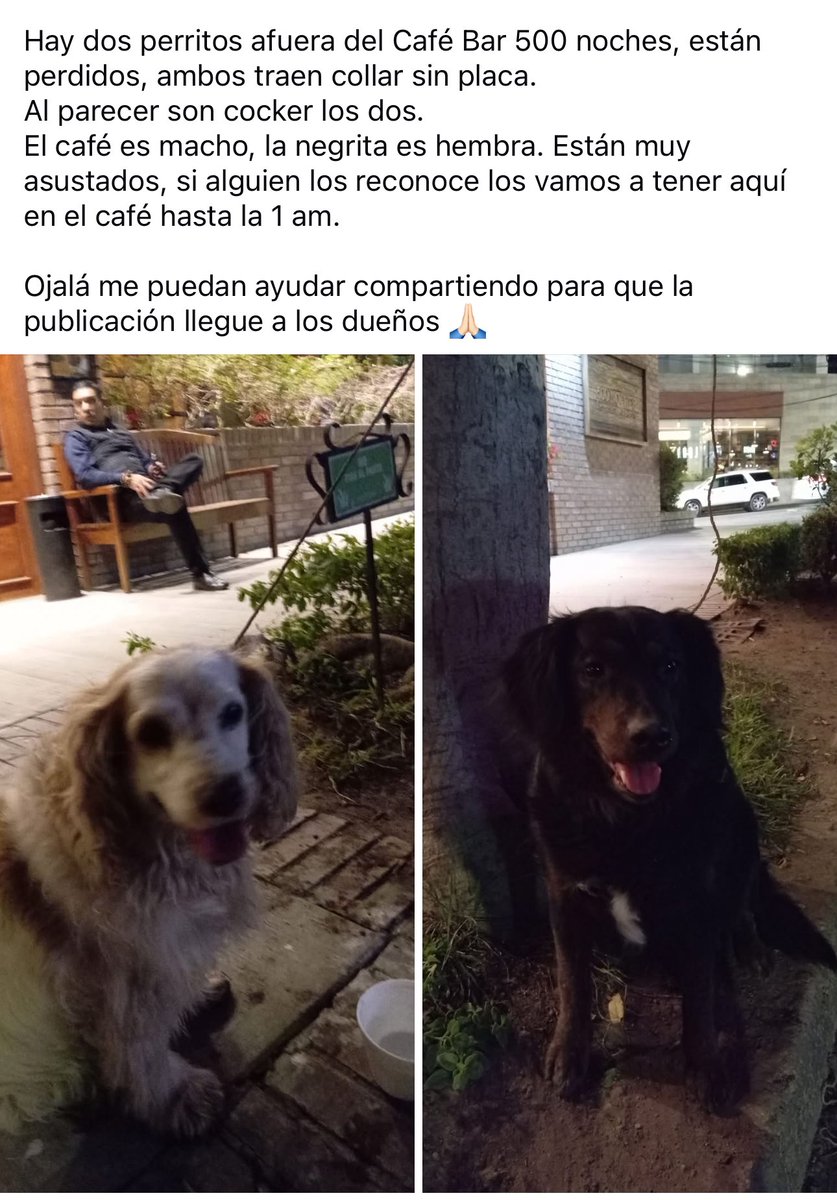 sergiolzslp's tweet photo. Por si alguien se le perdieron sus perros #SLP los tienen en 500 noches https://t.co/a76rbZl6nl