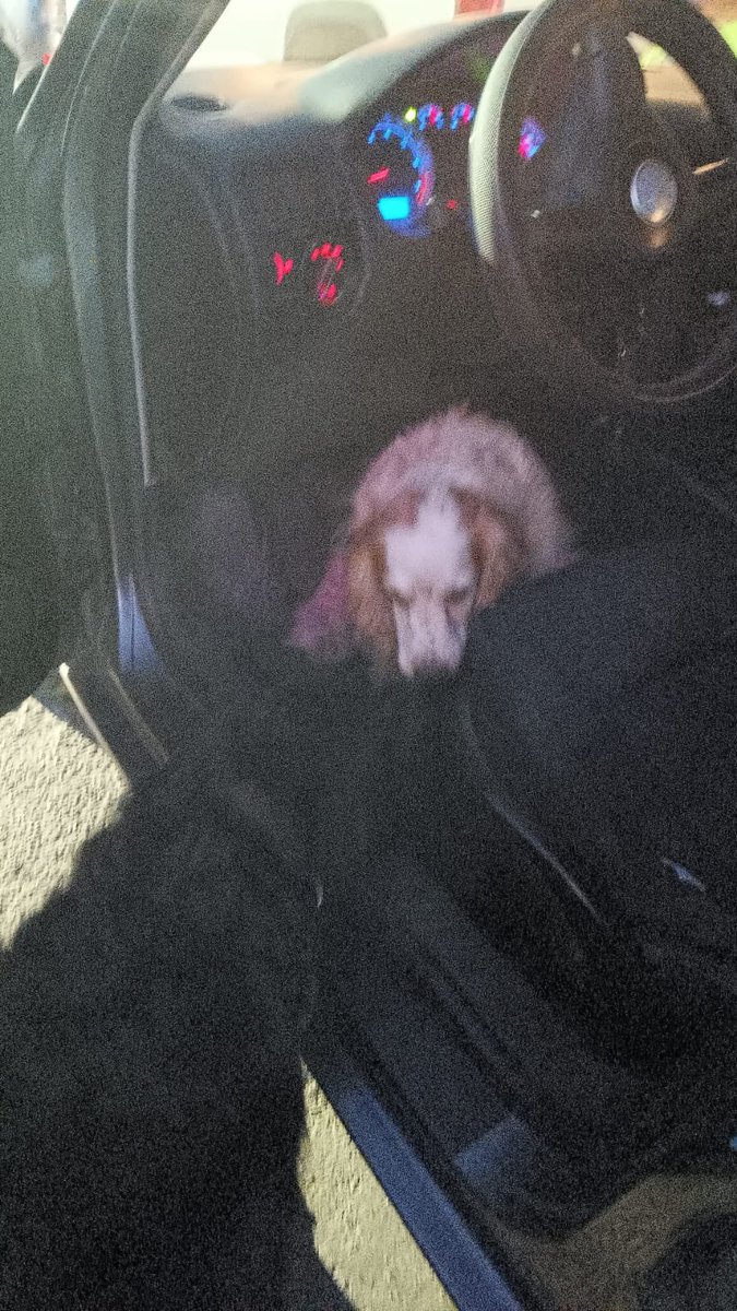 sergiolzslp's tweet photo. Por si alguien se le perdieron sus perros #SLP los tienen en 500 noches https://t.co/a76rbZl6nl