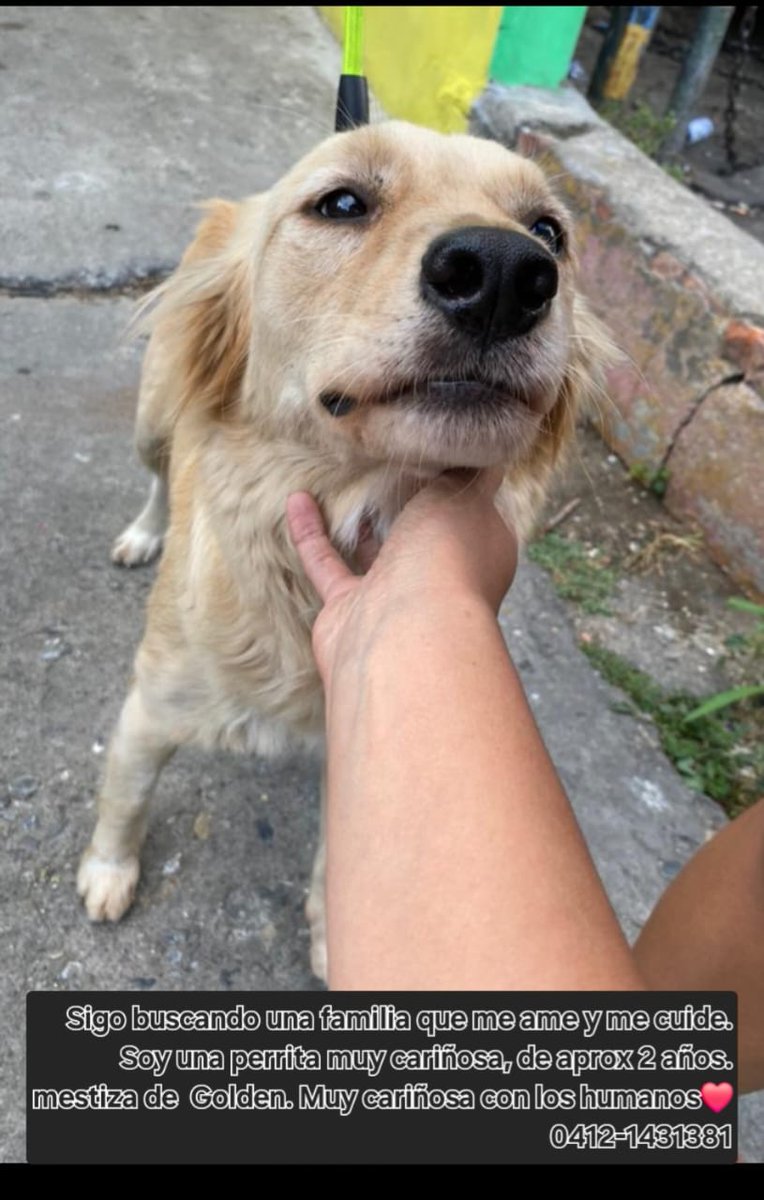 PerroUsuario's tweet photo. RP @Dra_Guaripete: Luna fue abandonada en la Av. Victoria en #Caracas es mestiza d Golden Retriever y tiene 2 años. Es cariñosa y juguetona. Busca hogar definitivo urgente. Número d contacto +58 412-1431381 porfa ayúdenme a compartir a ver si le conseguimos hogar dond la quieran https://t.co/9YOjAyHueg