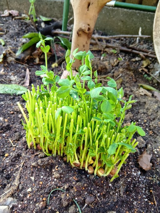 masamasa1's tweet photo. The pea sprouts I planted using the roots after I ate have started to grow. The nandina I planted last year using the fruits have grown to this size. I wonder if they'll bear fruit. The Danish cactus flowers are gorgeous.
#gardening
#peasprouts
#nandina
#cactus https://t.co/ceR6TzXaqV