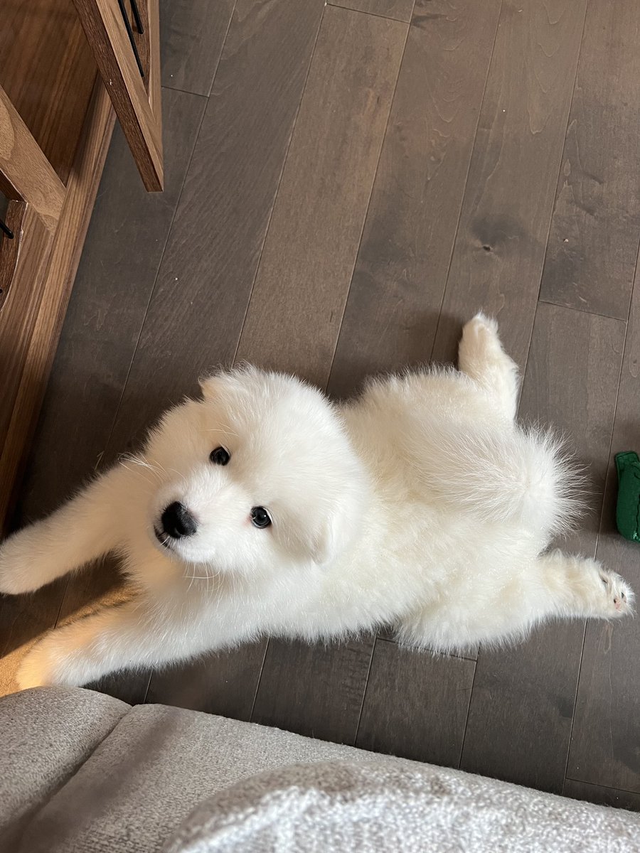 EssGeeOW's tweet photo. @DallasStars Meet Mellow ☁️ https://t.co/K9UykVri7W