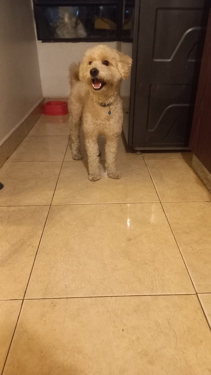 Dreamy_gr's tweet photo. Por favor apoyo para difundir y que regrese a su hogar https://t.co/fNVhN6QvsE