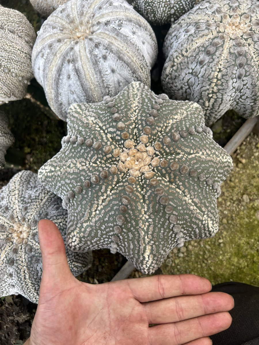 iZyO6S8jpUbvzQf's tweet photo. ガチ純系ミラクル兜
Astrophytum asterias 'Miracle'
#cactas https://t.co/yNmKKaIXGZ
