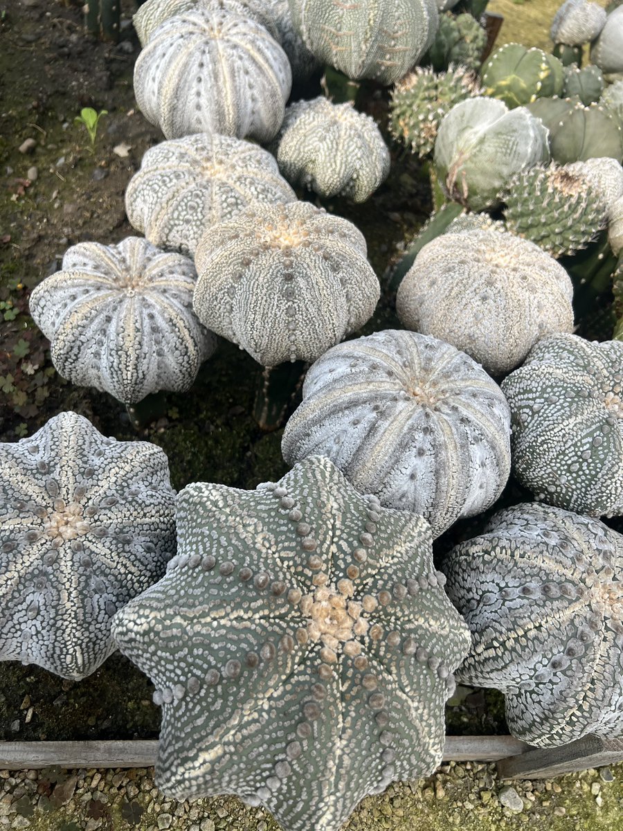 iZyO6S8jpUbvzQf's tweet photo. ガチ純系ミラクル兜
Astrophytum asterias 'Miracle'
#cactas https://t.co/yNmKKaIXGZ
