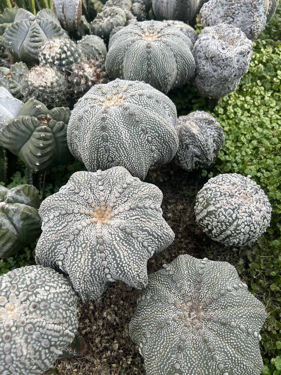 iZyO6S8jpUbvzQf's tweet photo. ガチ純系ミラクル兜
Astrophytum asterias 'Miracle'
#cactas https://t.co/yNmKKaIXGZ