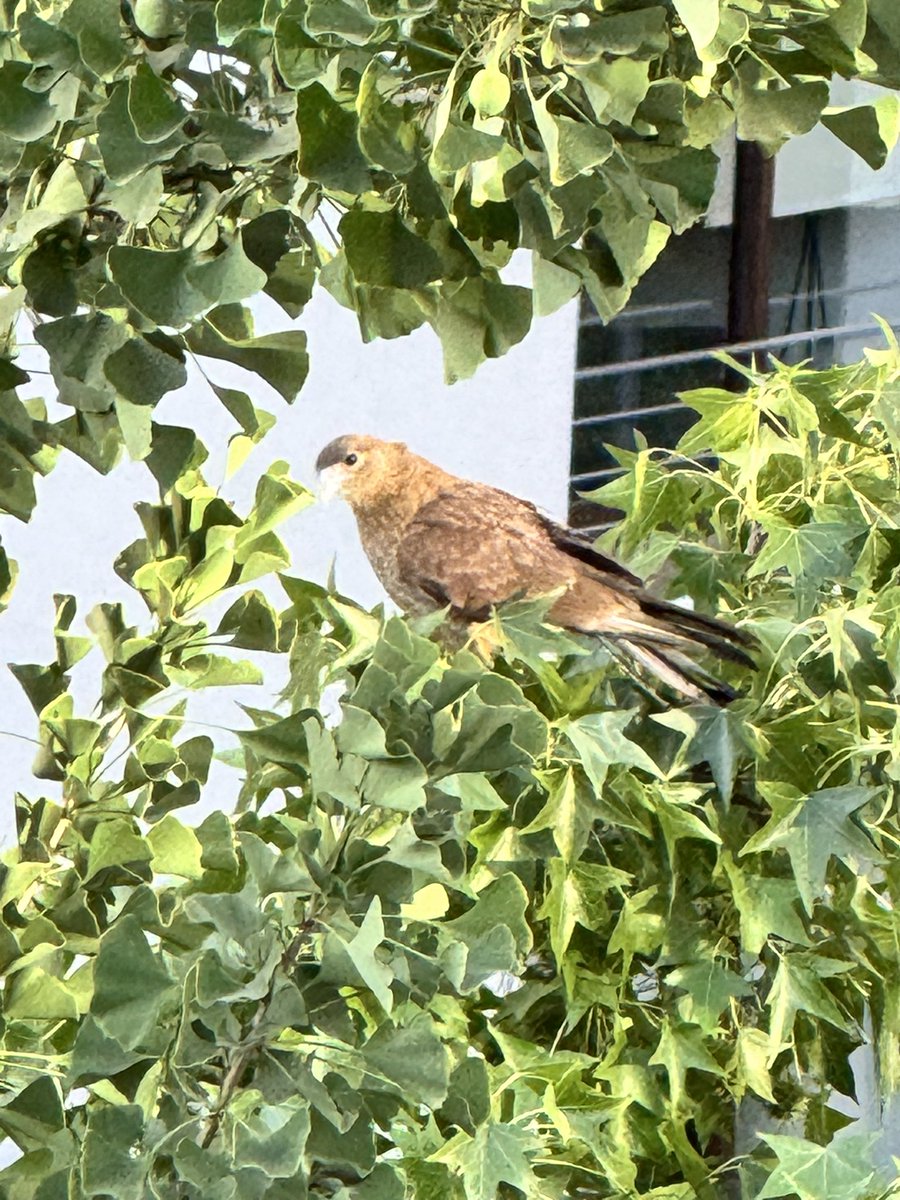 fabitane's tweet photo. No entendía porque llegan tantos #tiuque acá al jardín, hoy mirando desde mi dormitorio me di cuenta es por las crías de los #Zorzales y #Tordos, observo como tratan de arrebatarle sus crías, si dejan solo los nidos, hoy descubrí este en mi helecho gigante! Más cuidado ahora 🥹 https://t.co/Wjpz7Qs8fH