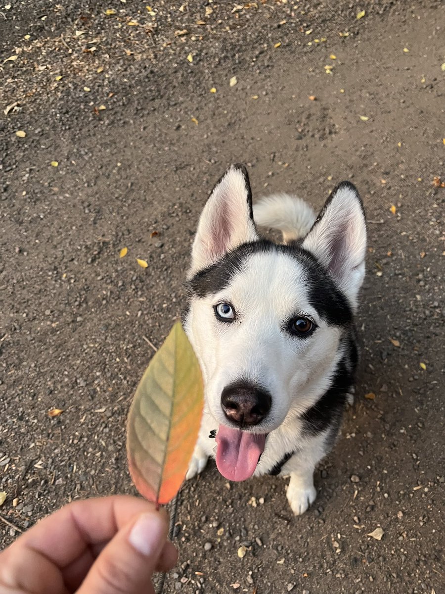 My dog goes to puppy daycare and they told us today that she’s going to be their January Cover girl 💕🥰🥰 she’s so pretty