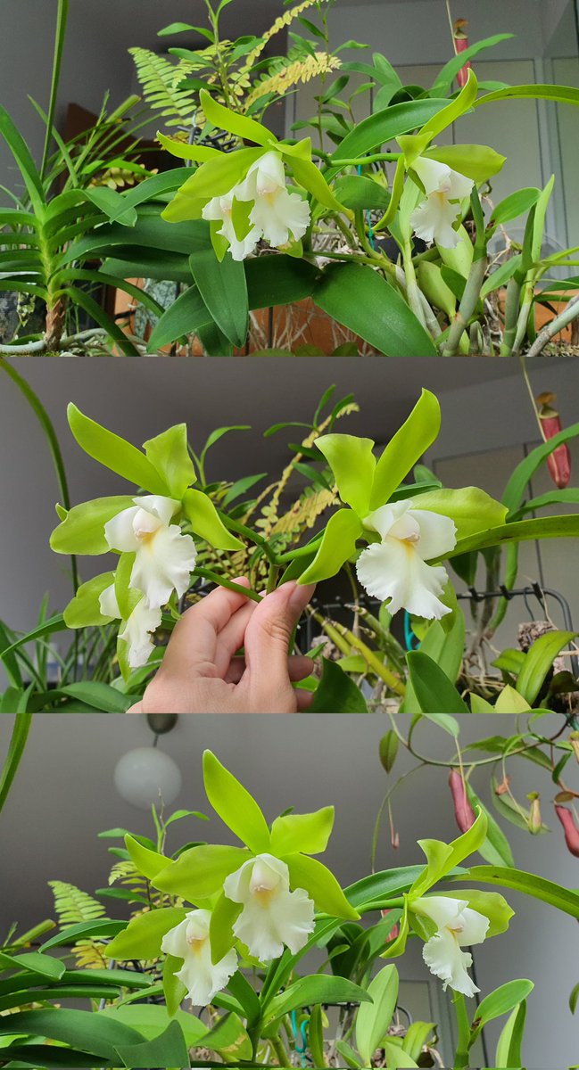 This siam jade is a gift from my friend, and it blooms about 2 times every year. It's so lovely