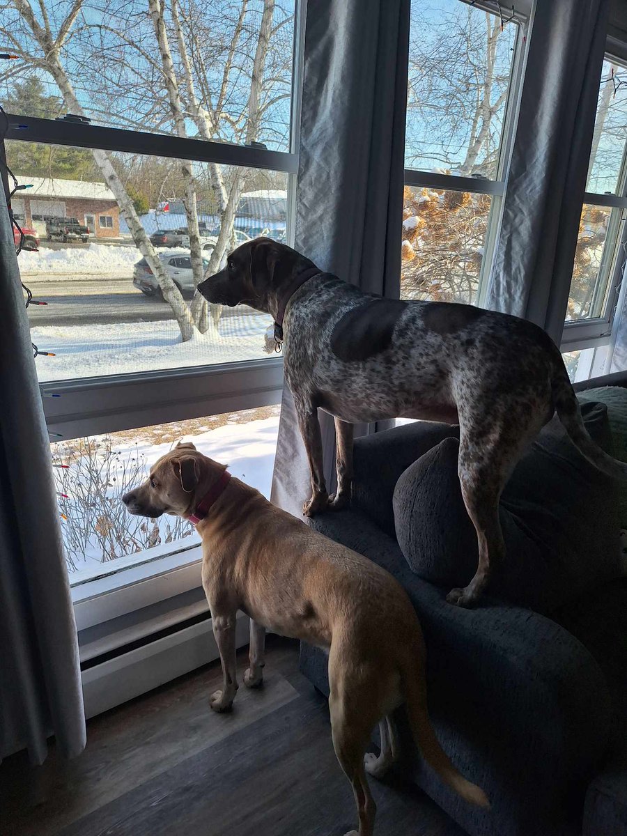 Kim Harding {she/her :0)} tweet media