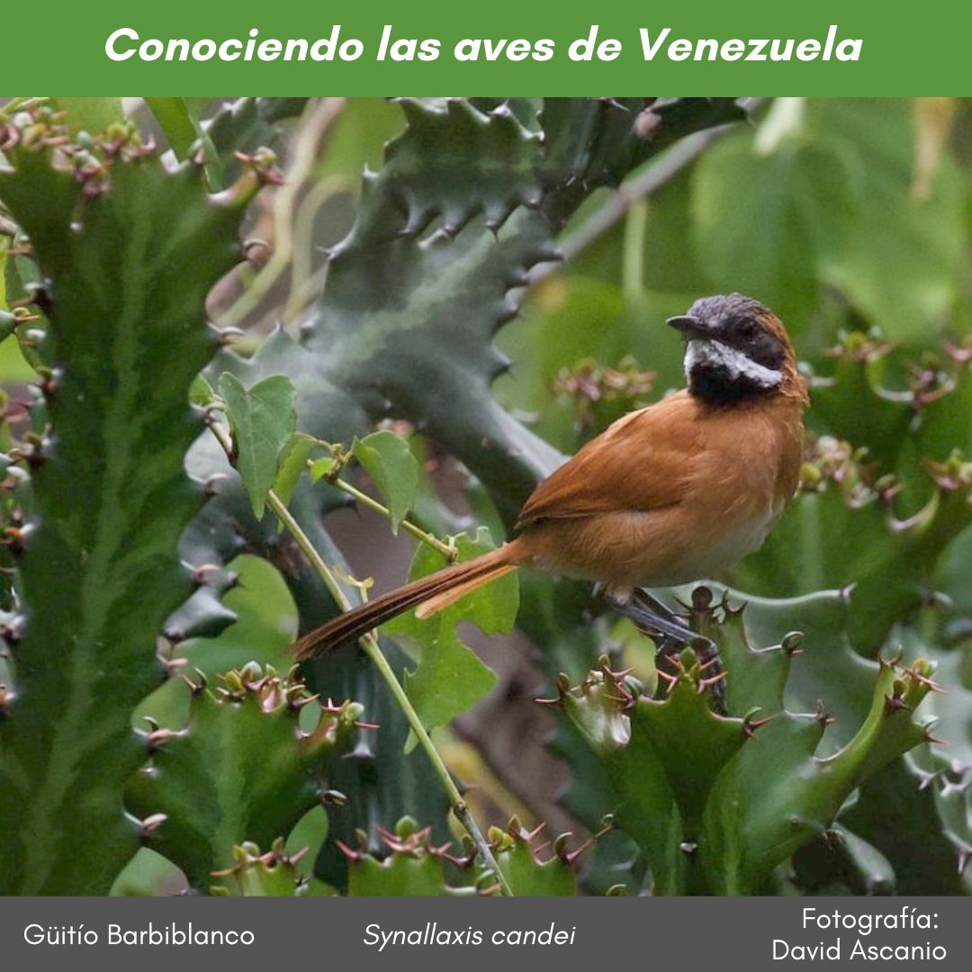 #ConociendolasavesdeVenezuela En los bosques secos de regiones áridas del noroeste de Venezuela, podemos encontrar el #GüitíoBarbiblanco #Synallaxis_candei, moviéndose activamente en la franja baja de la vegetación. Foto @DavidAscanio ver más  instagram.com/p/DEFfzyqOc4y/…